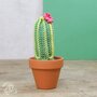 Hardicraft Haakpakket - Cactussen